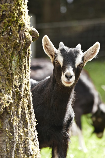Tucker Goat Yoga